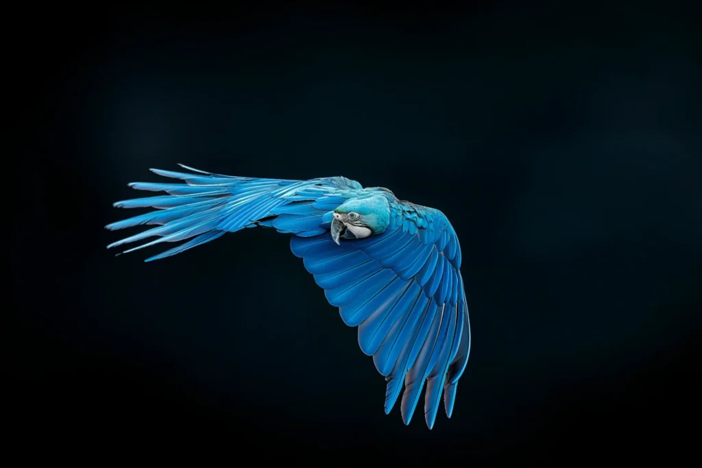 Perroquet bleu en vol