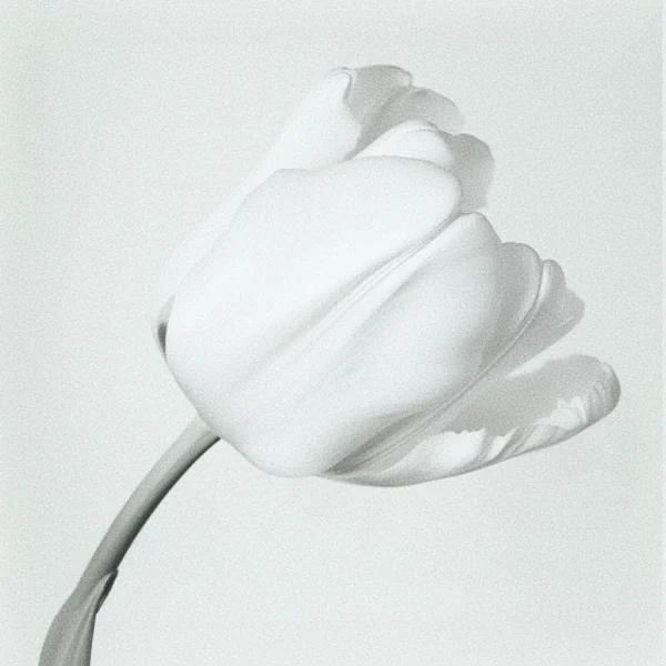 L'âme de la fleur, photo d'art de fleur en noir et blanc inspiré de Karl Blossfeldt et Edward Weston