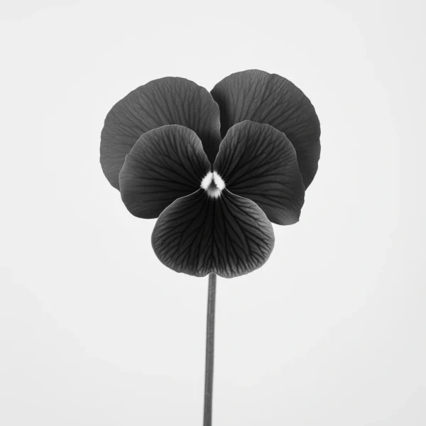 Pensée éphémère, photo d'art de fleur en noir et blanc inspiré de Karl Blossfeldt et Edward Weston