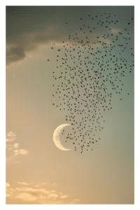La lune aux étourneaux, Photographie symboliste oiseaux lune inspiré de Michael Kenna et Pentti Sammallahti