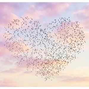 Photographie argentique murmuration d'étourneaux