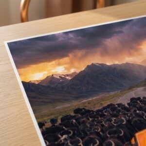 Arrêt au stand : Ferrari orange et yaks (surréalisme)