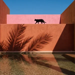 Le Chat de la Riad (Original)