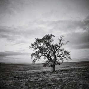 L'Arbre du Silence