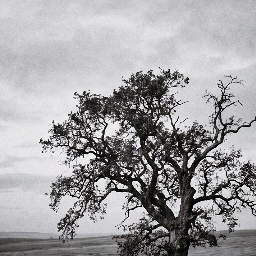 L'Arbre du Silence