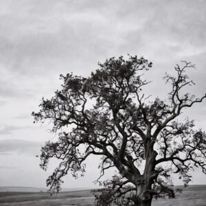 L'Arbre du Silence
