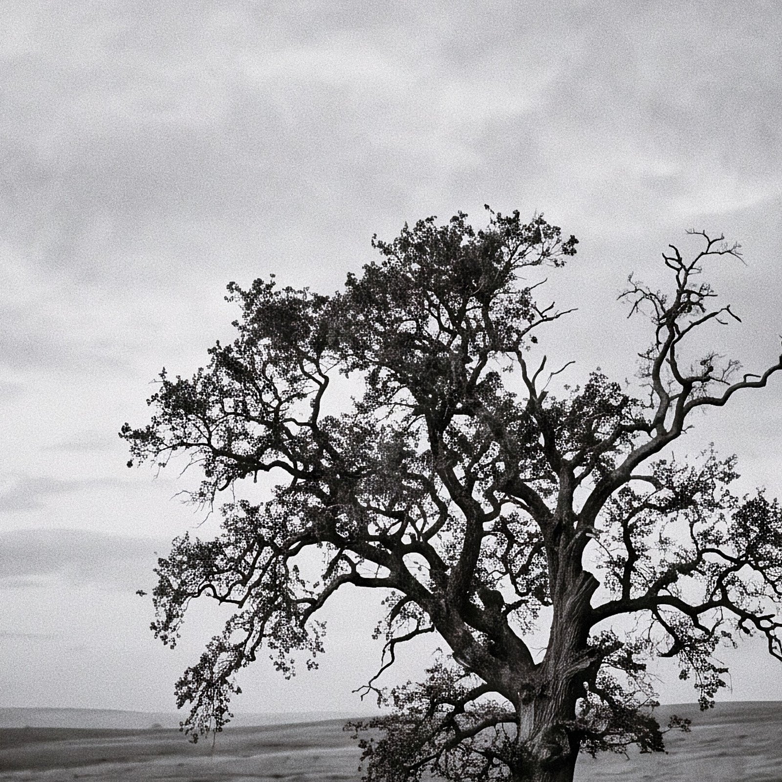 L'Arbre du Silence
