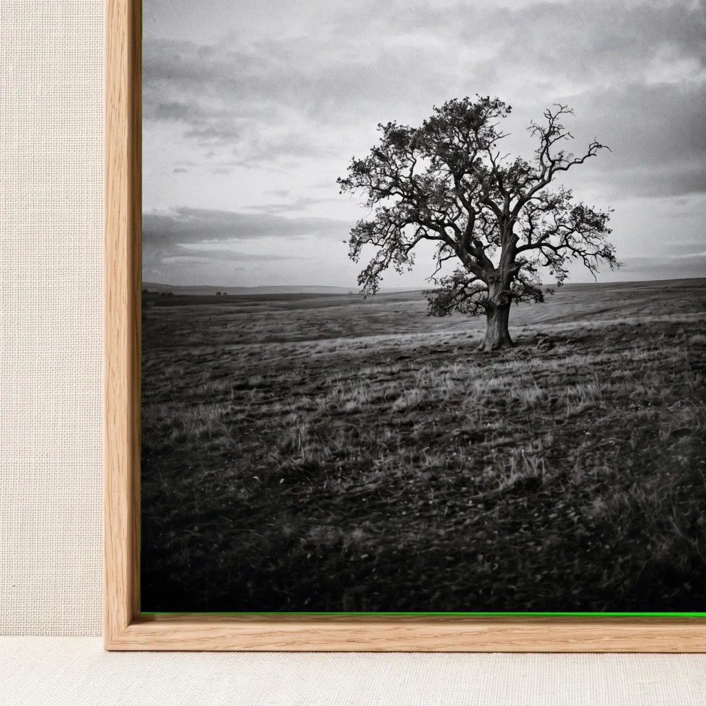 L'Arbre du Silence