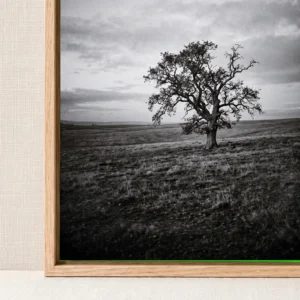 L'Arbre du Silence