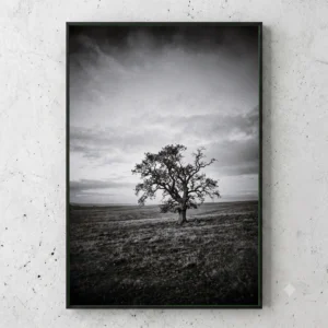 L'Arbre du Silence