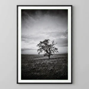 L'Arbre du Silence