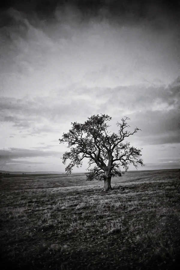 L'Arbre du Silence