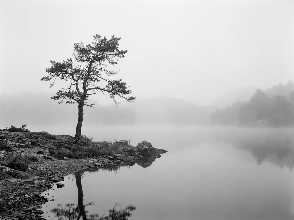 Sérénité Monochrome - Arbre solitaire et brume paisible