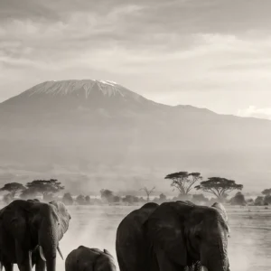 La Marche d'Amboseli