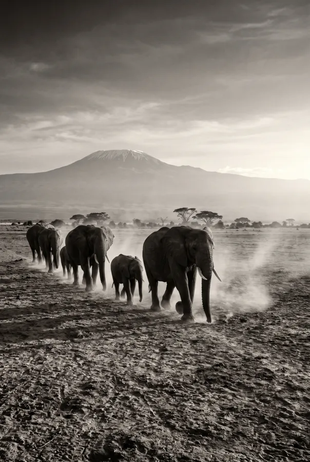 La Marche d'Amboseli