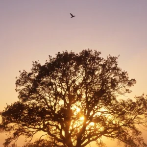L'Arbre du Solstice – Image 4