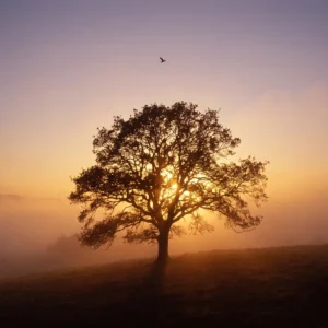 L'Arbre du Solstice – Image 7