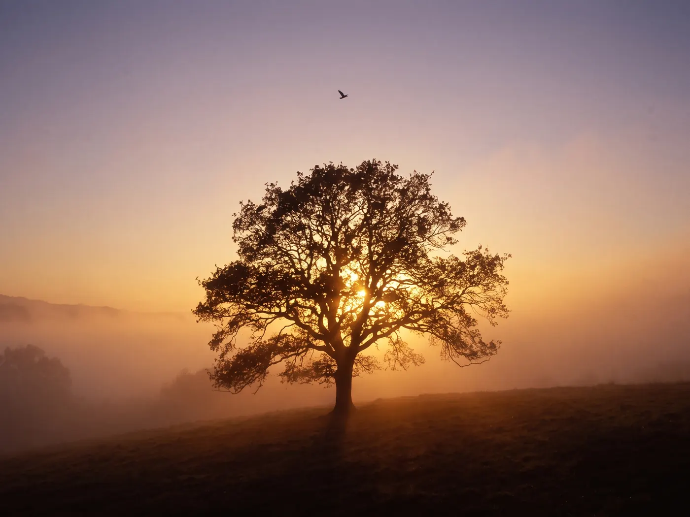 L'Arbre du Solstice – Image 7