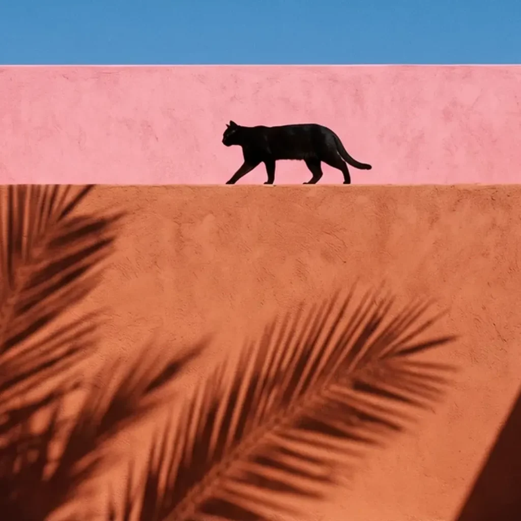 Le Chat de la Riad