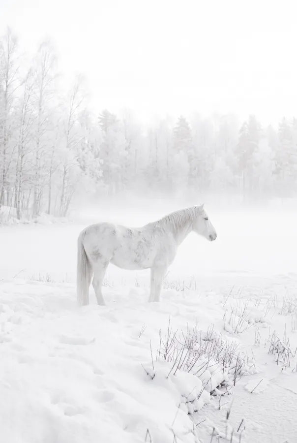 Le Cheval Boréal