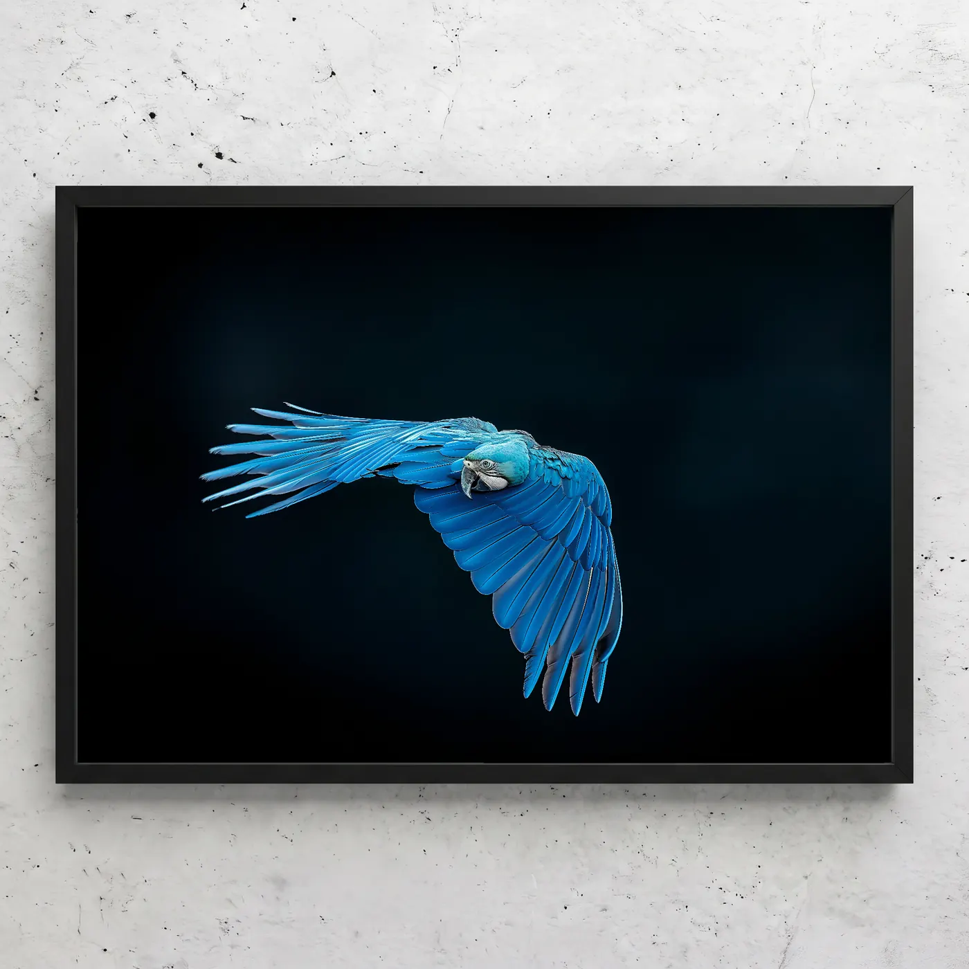 Perroquet bleu en vol